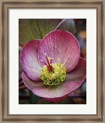 Framed Lenton Rose IV Print