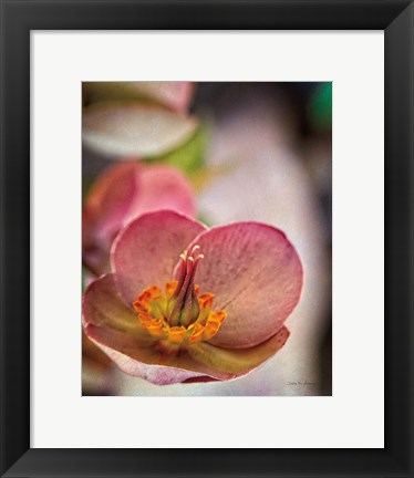 Framed Lenton Rose III Print