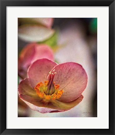 Framed Lenton Rose III Print