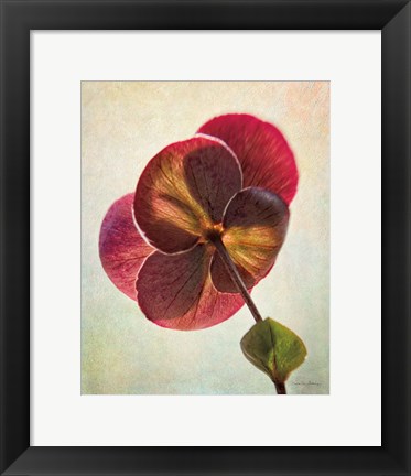 Framed Lenton Rose II Print