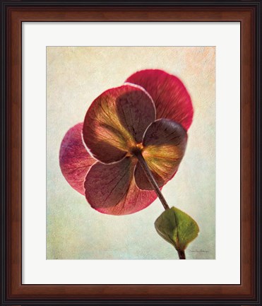 Framed Lenton Rose II Print