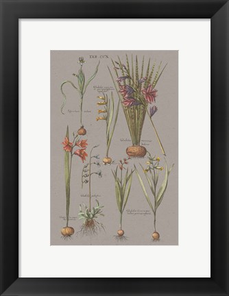 Framed Florilegium III Gray Print