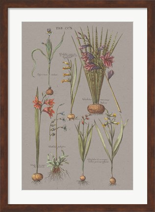 Framed Florilegium III Gray Print