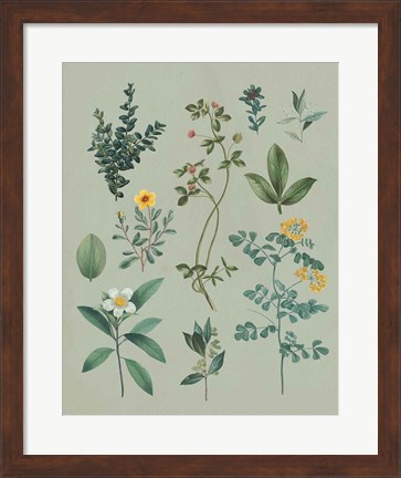 Framed Victorian Garden V Print