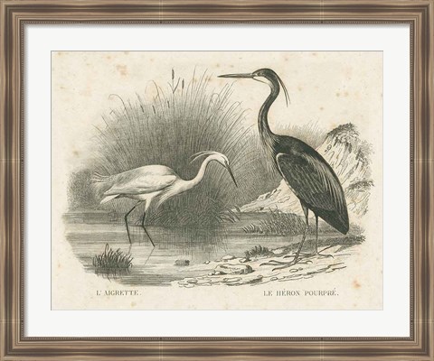 Framed French Birds II Print