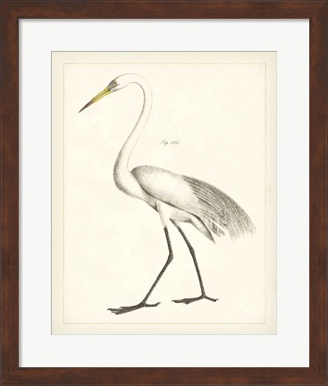 Framed Vintage Heron II Print