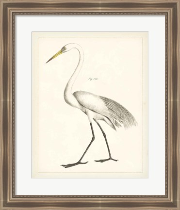 Framed Vintage Heron II Print