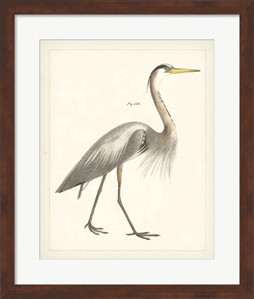 Framed Vintage Heron I Print