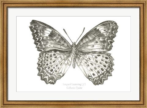 Framed Butterfly Sketch landscape I Print