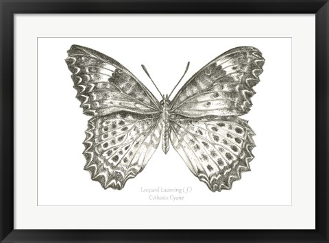 Framed Butterfly Sketch landscape I Print