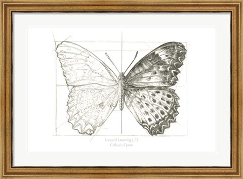 Framed Butterfly Sketch landscape II Print