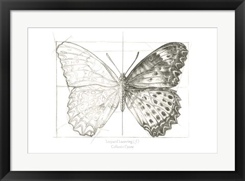 Framed Butterfly Sketch landscape II Print