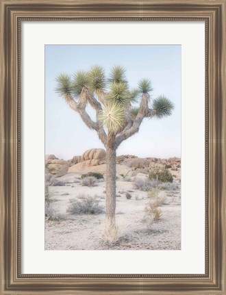 Framed Joshua Tree National Park II Print