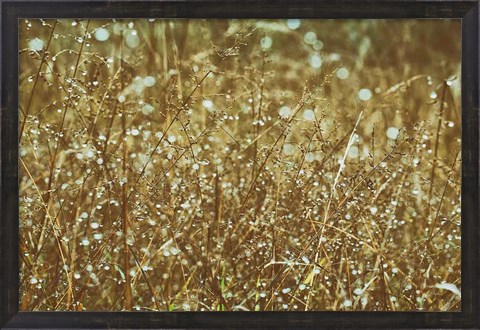 Framed Dew on Grasses Print