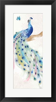 Framed Peacock Glory II Print