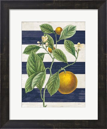 Framed Classic Citrus VI Navy Shiplap NW Print