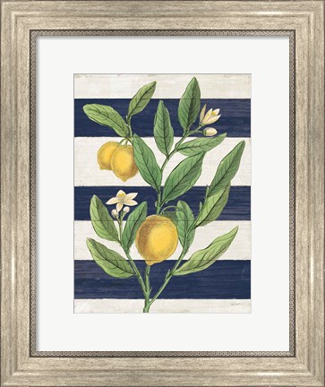 Framed Classic Citrus V Navy Shiplap NW Print