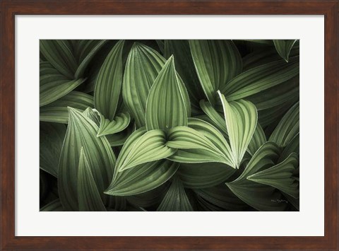 Framed Corn Lily I Print