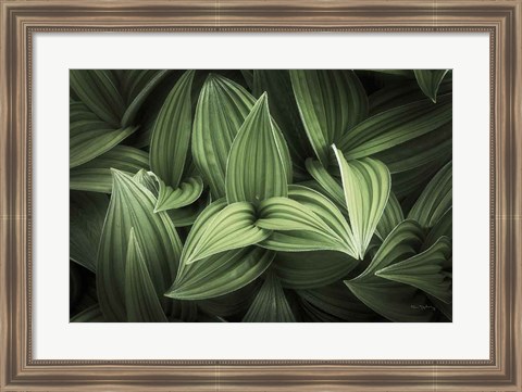 Framed Corn Lily I Print