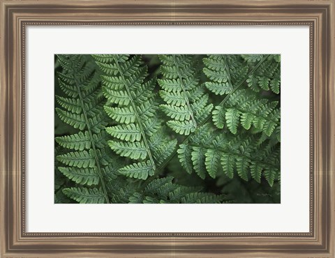 Framed Lady Ferns IV Color Print