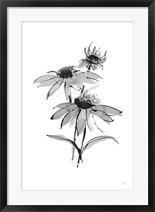 Framed Wash Echinacea II Print