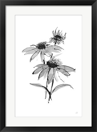 Framed Wash Echinacea II Print