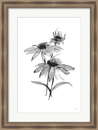 Framed Wash Echinacea II Print