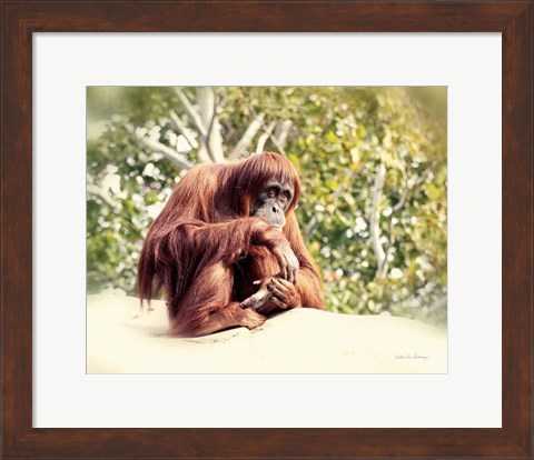 Framed Orangutan Print