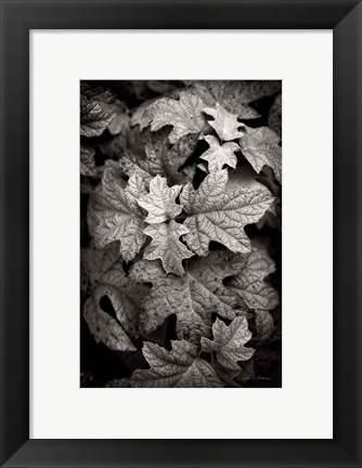 Framed Hydrangea Leaves in Black and White Print