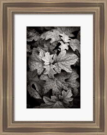 Framed Hydrangea Leaves in Black and White Print