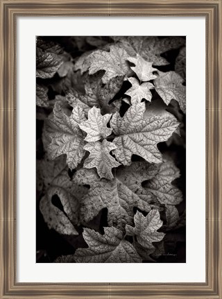 Framed Hydrangea Leaves in Black and White Print