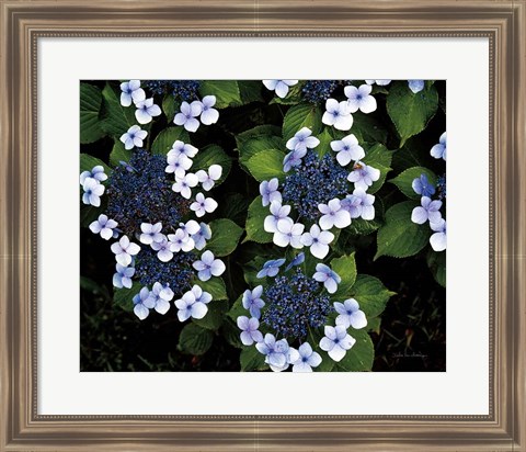 Framed Hydrangeas Opening Print