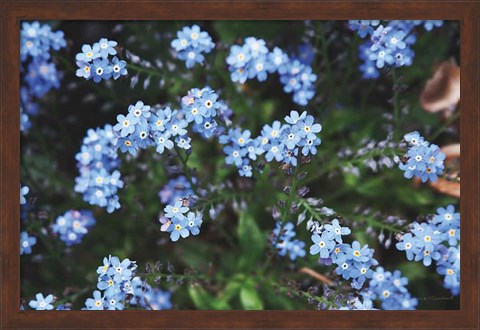 Framed Forget Me Nots IV Print