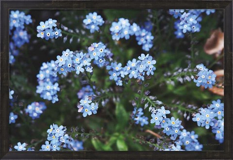 Framed Forget Me Nots IV Print