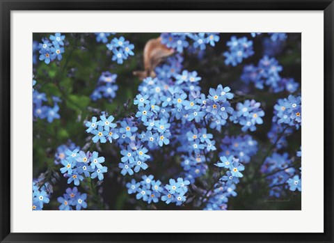 Framed Forget Me Nots III Print