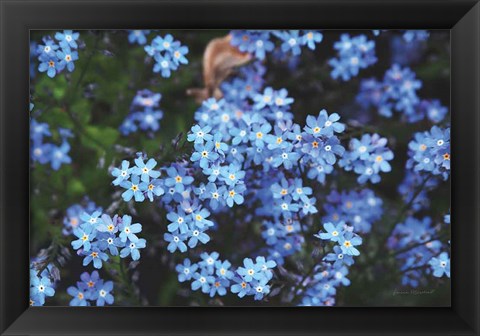 Framed Forget Me Nots III Print