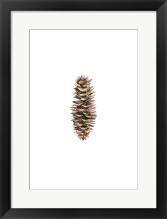 Framed Pine Cone I Print