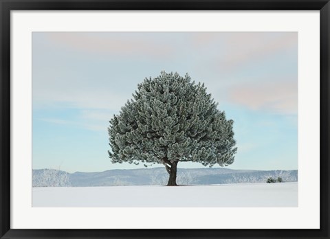 Framed Frosted Pine Print