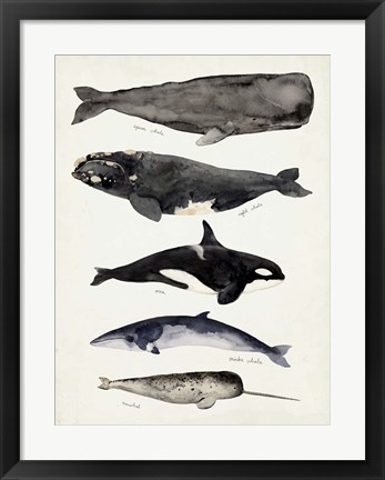 Framed Whale Chart I Print