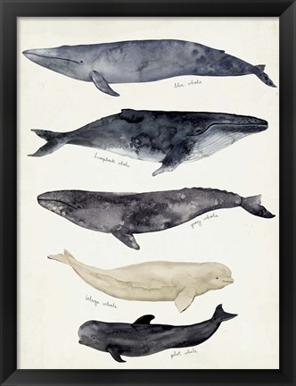 Framed Whale Chart II Print