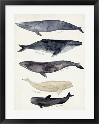 Framed Whale Chart II Print