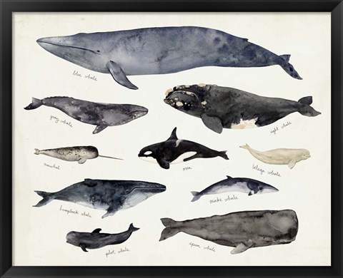 Framed Whale Chart III Print