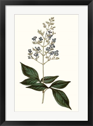 Framed Soft Blue Botanicals IV Print