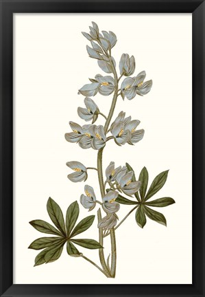 Framed Soft Blue Botanicals VIII Print