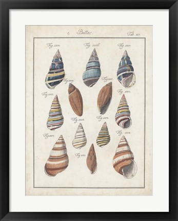 Framed Antique Shell Pair I Print