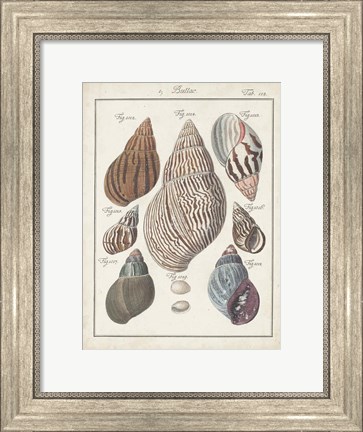 Framed Antique Shell Pair II Print