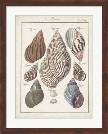 Framed Antique Shell Pair II Print