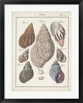 Framed Antique Shell Pair II Print