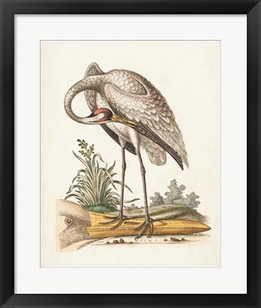 Framed Antique Heron &amp; Cranes IV Print