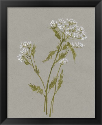 Framed White Field Flowers III Print